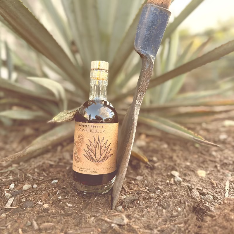 A bottle of Agave Liqueur placed on the dirt next to an agave plant with a scythe propping it up.