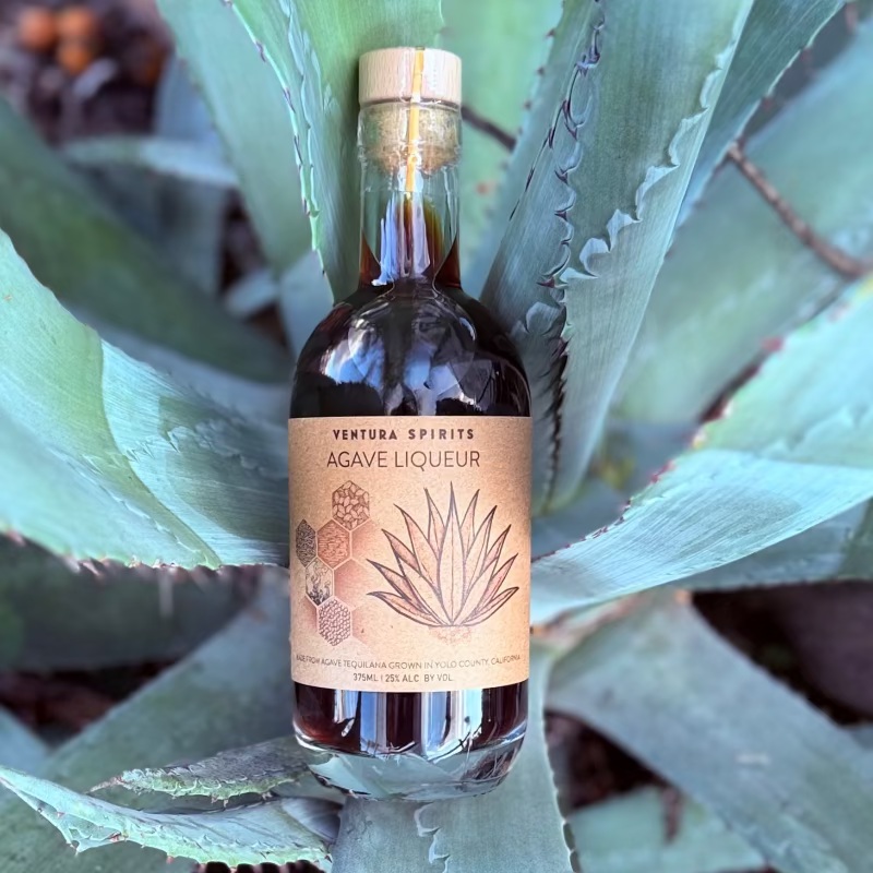 A bottle of Agave Liqueur placed in the centre of an Agave plant, held amongst it's fleshy leaves.